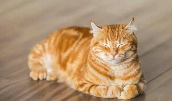 大橘猫是什么品种的猫