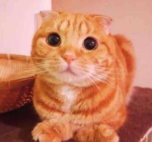 大橘猫是什么品种的猫